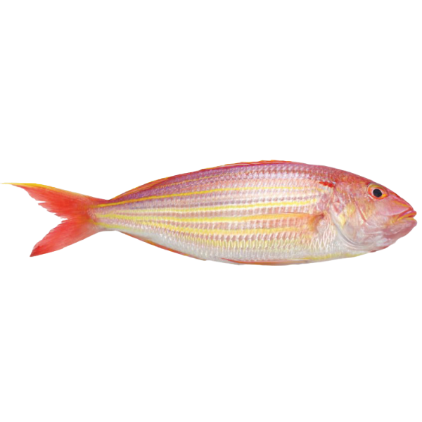 Thread Fin Beam thread fin bream – jafc-ye.com